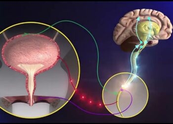 أمراض القلب والخلايا العصبية علاقة تزيد من خطر الإصابة بالأمراض