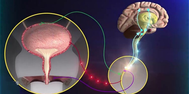 أمراض القلب والخلايا العصبية علاقة تزيد من خطر الإصابة بالأمراض