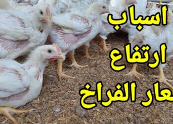 أسعار الدواجن البيضاء اليوم في بورصة الدواجن السبت 21 ديسمبر 2024