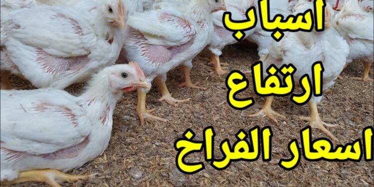 أسعار الدواجن البيضاء اليوم في بورصة الدواجن السبت 21 ديسمبر 2024 1 أسعار الدواجن البيضاء اليوم في بورصة الدواجن السبت 21 ديسمبر 2024