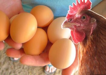 أسعار الدواجن اليوم الاثنين 9 ديسمبر 2024: سعر الفراخ البيضاء في بورصة الدواجن