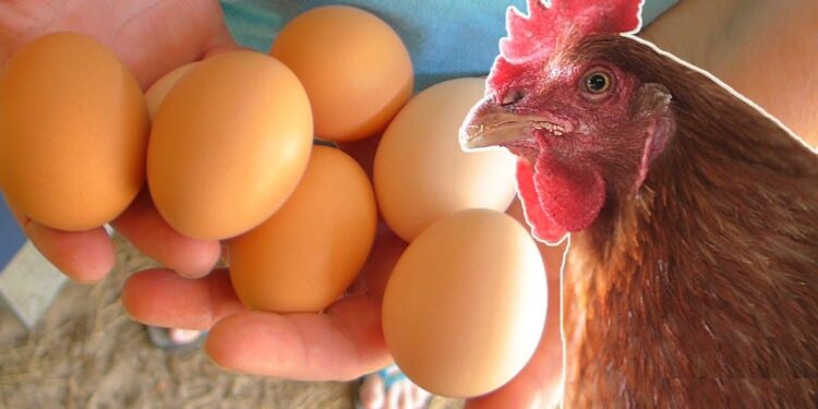 أسعار الدواجن اليوم الاثنين 9 ديسمبر 2024: سعر الفراخ البيضاء في بورصة الدواجن 1 أسعار الدواجن اليوم الاثنين 9 ديسمبر 2024: سعر الفراخ البيضاء في بورصة الدواجن