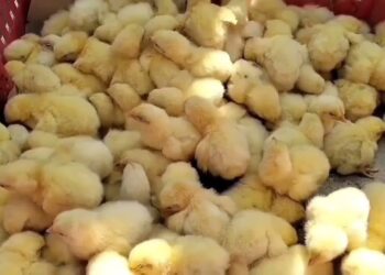 أسعار الفراخ البيضاء في بورصة الدواجن اليوم الثلاثاء 17 ديسمبر 2024 في الأسواق المحلية