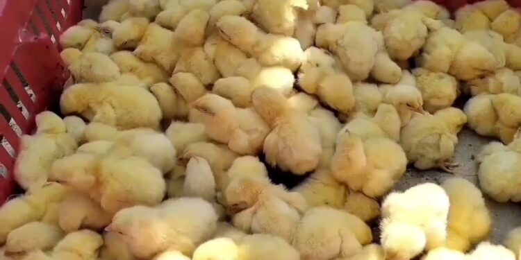 أسعار الفراخ البيضاء في بورصة الدواجن اليوم الثلاثاء 17 ديسمبر 2024 في الأسواق المحلية 1 أسعار الفراخ البيضاء في بورصة الدواجن اليوم الثلاثاء 17 ديسمبر 2024 في الأسواق المحلية