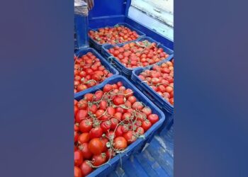 أسعار الطماطم اليوم 20 ديسمبر | التوقعات تخالف الواقع بعد التراجع الكبير