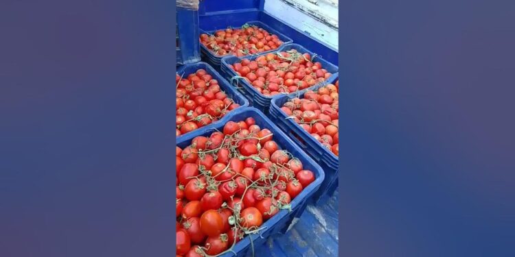 أسعار الطماطم اليوم 20 ديسمبر | التوقعات تخالف الواقع بعد التراجع الكبير 1 أسعار الطماطم اليوم 20 ديسمبر | التوقعات تخالف الواقع بعد التراجع الكبير