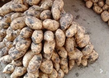 سعر البطاطس اليوم 20 ديسمبر 2024 تعرف على مفاجأة الانخفاض الأخير في الكيلو