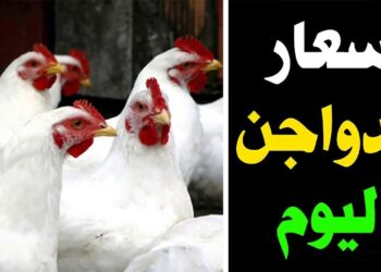 أسعار الفراخ البيضاء اليوم في بورصة الدواجن: الثلاثاء 3 ديسمبر 2024