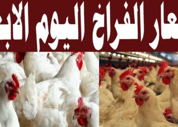 سعر الفراخ البيضاء في بورصة الدواجن اليوم الأربعاء 18 ديسمبر 2024