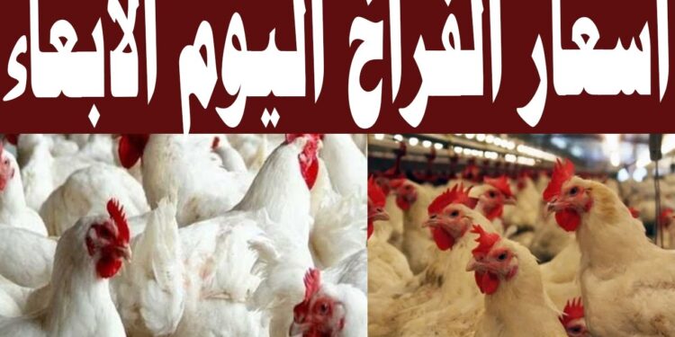 سعر الفراخ البيضاء في بورصة الدواجن اليوم الأربعاء 18 ديسمبر 2024