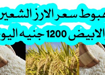 أسعار الأرز رفيع وعريض الحبة اليوم الأحد 15 ديسمبر 2024.. مفاجأة في الشعير بعد الانخفاض