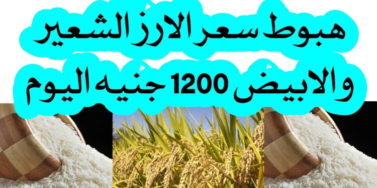 أسعار الأرز رفيع وعريض الحبة اليوم الأحد 15 ديسمبر 2024.. مفاجأة في الشعير بعد الانخفاض 1 أسعار الأرز رفيع وعريض الحبة اليوم الأحد 15 ديسمبر 2024.. مفاجأة في الشعير بعد الانخفاض