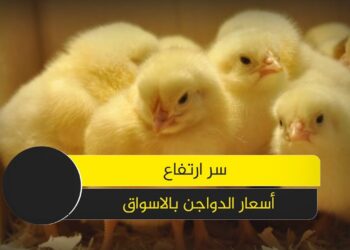 أسعار الدواجن اليوم مقارنة بين مختلف أنواع الدواجن في الأسواق