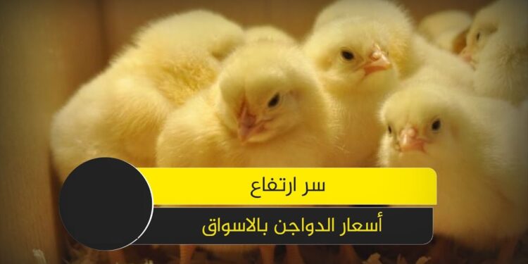 أسعار الدواجن اليوم مقارنة بين مختلف أنواع الدواجن في الأسواق