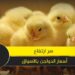 أسعار الدواجن اليوم مقارنة بين مختلف أنواع الدواجن في الأسواق