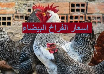 أسعار الفراخ البيضاء في بورصة الدواجن اليوم 15 ديسمبر 2024