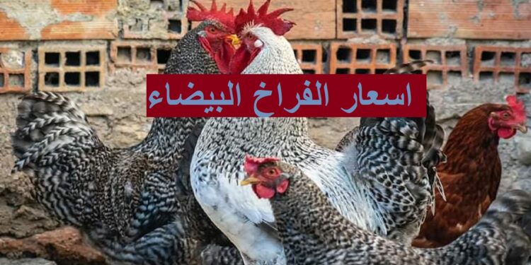 أسعار الفراخ البيضاء في بورصة الدواجن اليوم 15 ديسمبر 2024 1 أسعار الفراخ البيضاء في بورصة الدواجن اليوم 15 ديسمبر 2024