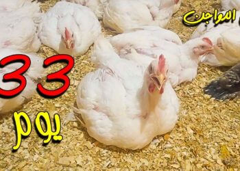 أسعار الفراخ البيضاء في الأسواق المصرية اليوم