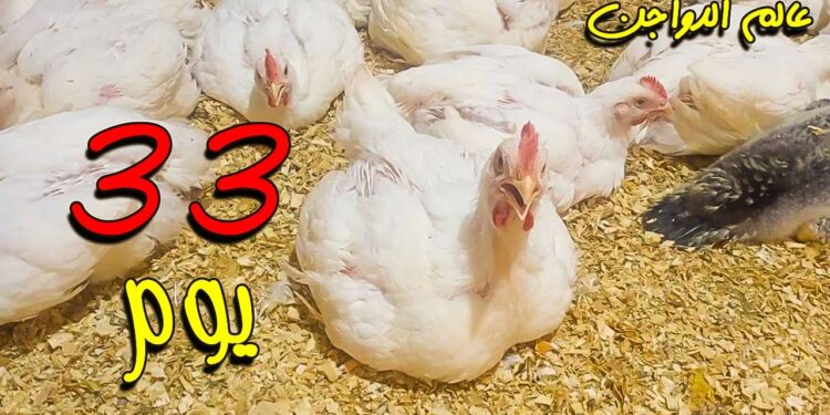 أسعار الفراخ البيضاء في الأسواق المصرية اليوم 1 أسعار الفراخ البيضاء في الأسواق المصرية اليوم
