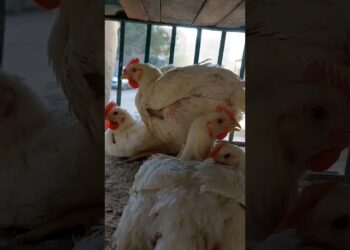 أسعار الفراخ البيضاء في بورصة الدواجن المصرية اليوم الإثنين