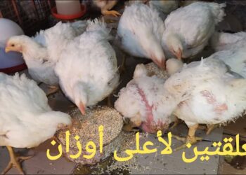 سعر الفراخ البيضاء والحمراء والبيض في أسواق محافظة البحيرة اليوم الثلاثاء