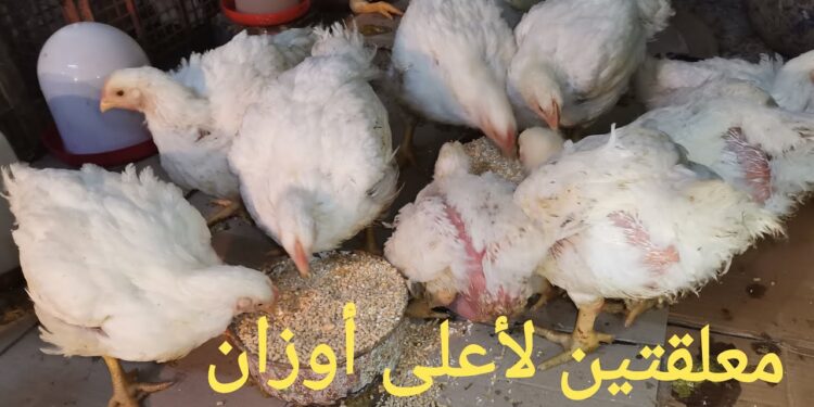 سعر الفراخ البيضاء والحمراء والبيض في أسواق محافظة البحيرة اليوم الثلاثاء 1 سعر الفراخ البيضاء والحمراء والبيض في أسواق محافظة البحيرة اليوم الثلاثاء