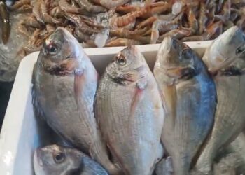 سعر السمك والبلطي اليوم الخميس 19 ديسمبر 2024 بعد التحرك الجديد.. مفاجأة في أسعار قشر البياض