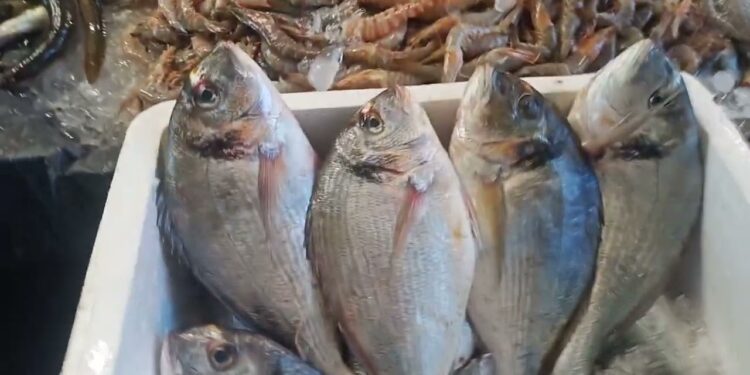سعر السمك والبلطي اليوم الخميس 19 ديسمبر 2024 بعد التحرك الجديد.. مفاجأة في أسعار قشر البياض