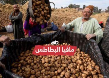 أسعار البطاطس في السوق المصري اليوم 22 ديسمبر 2024