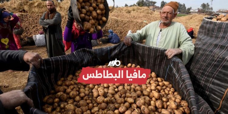 أسعار البطاطس في السوق المصري اليوم 22 ديسمبر 2024 1 أسعار البطاطس في السوق المصري اليوم 22 ديسمبر 2024