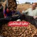 أسعار البطاطس في السوق المصري اليوم 22 ديسمبر 2024
