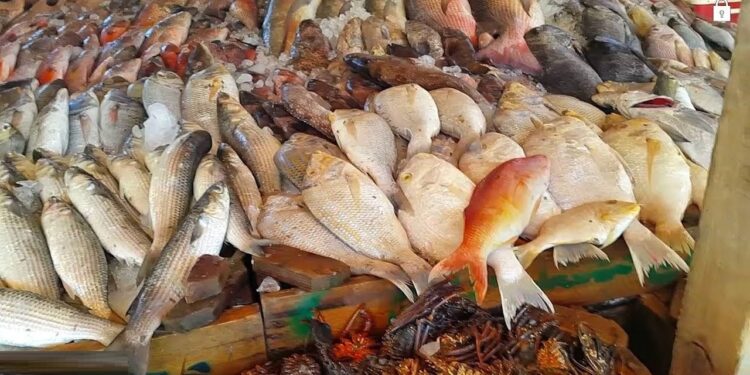 أسعار السمك والجمبري اليوم 21 ديسمبر كل ما تحتاج معرفته عن الأسعار الحالية في الأسواق 1 أسعار السمك والجمبري اليوم 21 ديسمبر كل ما تحتاج معرفته عن الأسعار الحالية في الأسواق