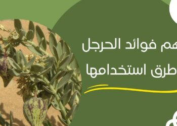 عشبة الحرجل الحل الطبيعي للتخسيس وتقليل الوزن