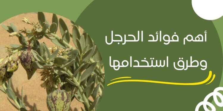 عشبة الحرجل الحل الطبيعي للتخسيس وتقليل الوزن 1 عشبة الحرجل الحل الطبيعي للتخسيس وتقليل الوزن