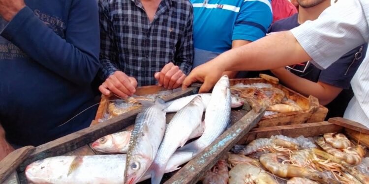 أسعار الأسماك والجمبري في الأسواق المصرية اليوم 22 ديسمبر 2024