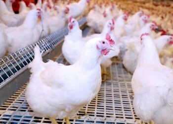 "زراعة النواب": رئيس اللجنة يوضح أسباب ارتفاع أسعار الدواجن