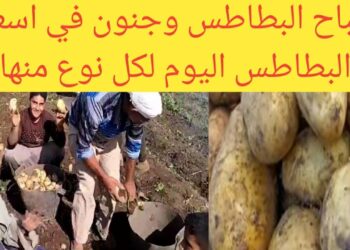 سعر البطاطس اليوم 21 ديسمبر 2024 كيف أثّر الانخفاض في سعر الكيلو على الأسواق؟