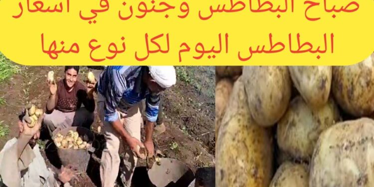 سعر البطاطس اليوم 21 ديسمبر 2024 كيف أثّر الانخفاض في سعر الكيلو على الأسواق؟ 1 سعر البطاطس اليوم 21 ديسمبر 2024 كيف أثّر الانخفاض في سعر الكيلو على الأسواق؟