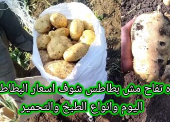 أسعار البطاطس اليوم الأحد 15 ديسمبر 2024: الانخفاض الأخير وأسعار الجملة والقطاعي