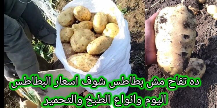 أسعار البطاطس اليوم الأحد 15 ديسمبر 2024: الانخفاض الأخير وأسعار الجملة والقطاعي 1 أسعار البطاطس اليوم الأحد 15 ديسمبر 2024: الانخفاض الأخير وأسعار الجملة والقطاعي