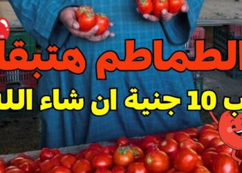 أسعار الطماطم تخالف التوقعات اليوم 18 ديسمبر 2024 بعد تراجع مفاجئ في سعر الكيلو