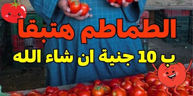 أسعار الطماطم تخالف التوقعات اليوم 18 ديسمبر 2024 بعد تراجع مفاجئ في سعر الكيلو 1 أسعار الطماطم تخالف التوقعات اليوم 18 ديسمبر 2024 بعد تراجع مفاجئ في سعر الكيلو