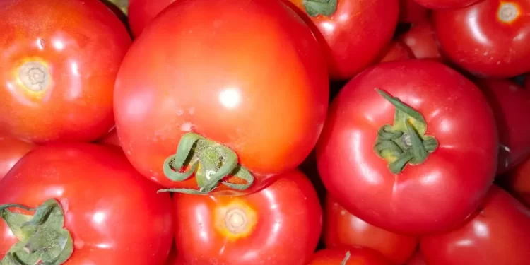 أسعار الطماطم اليوم الأربعاء 4 ديسمبر: المفاجأة الكبرى في سوق الجملة 1 أسعار الطماطم اليوم الأربعاء 4 ديسمبر: المفاجأة الكبرى في سوق الجملة