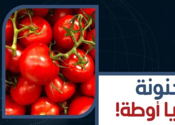 أسعار الطماطم في السوق المصري ليوم 22 ديسمبر 2024