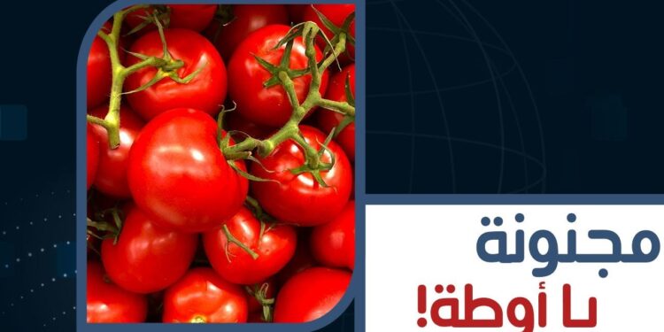 أسعار الطماطم في السوق المصري ليوم 22 ديسمبر 2024