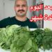 طريقة فعالة لحفظ النعناع الأخضر في الثلاجة لوقت طويل