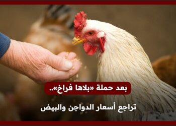 أسعار الدواجن والبيض تشهد مفاجأة غير متوقعة اليوم.. الكيلو بـ 130 جنيها في الأسواق!