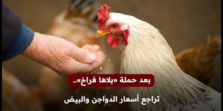 أسعار الدواجن والبيض تشهد مفاجأة غير متوقعة اليوم.. الكيلو بـ 130 جنيها في الأسواق! 1 أسعار الدواجن والبيض تشهد مفاجأة غير متوقعة اليوم.. الكيلو بـ 130 جنيها في الأسواق!