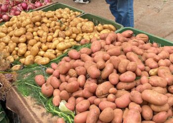 سعر البطاطس اليوم الأربعاء 4 ديسمبر 2024: انخفاض جديد بعد زيادة الصادرات