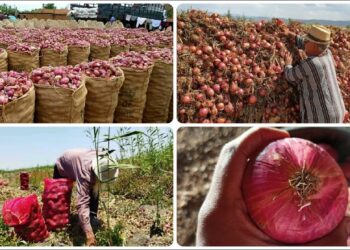 سعر البصل يشهد ارتفاعًا مفاجئًا اليوم الثلاثاء 10 ديسمبر: مفاجأة في الكيلو